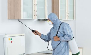 Reliable Pest Control Solutions for Castle Hill Residents