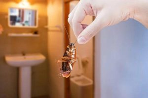 xpert Cockroach Pest Control Services in Sydney